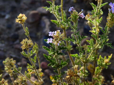 Image of Glandularia mendocina (Phil.) Covas & Schnack