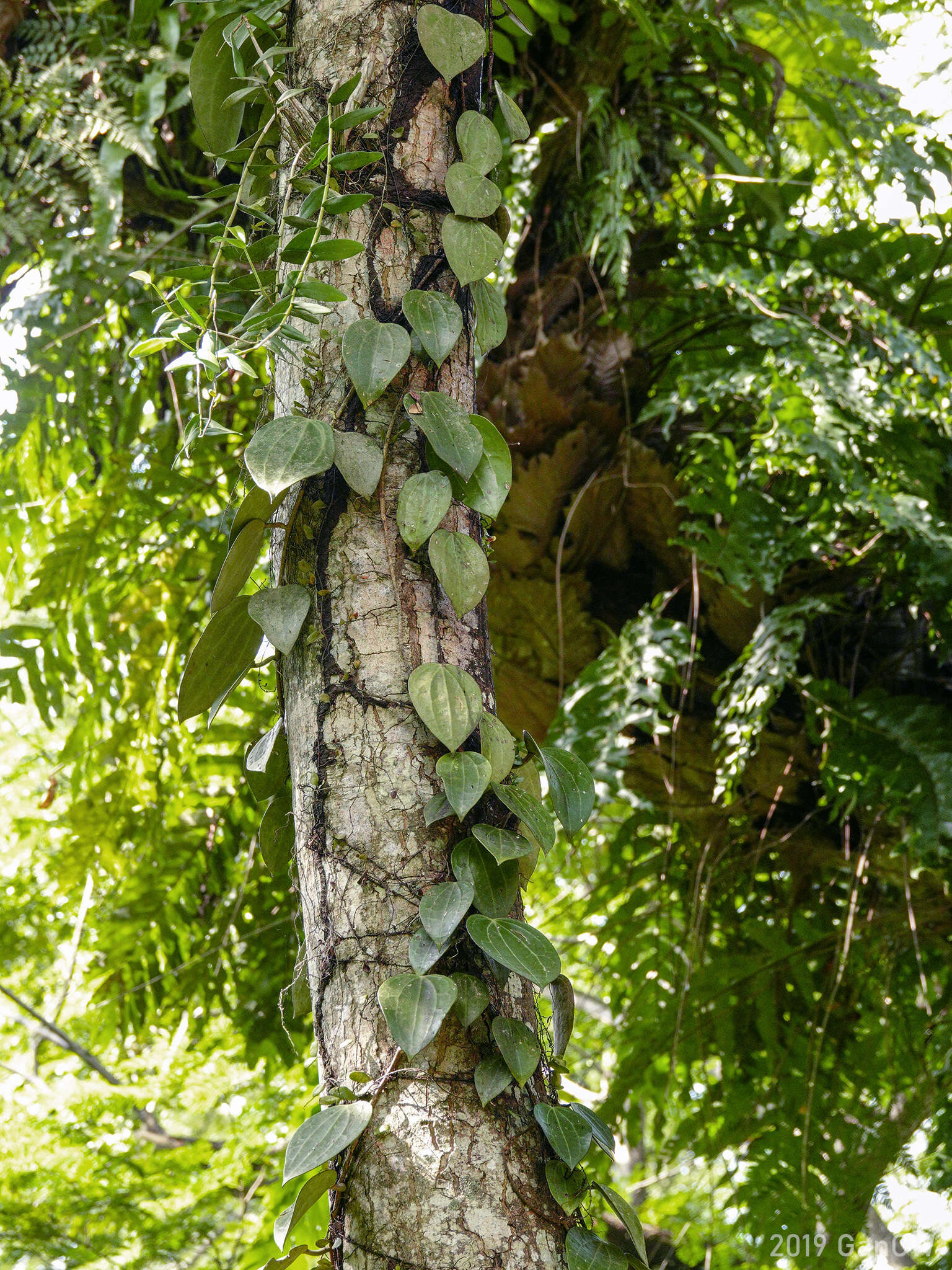 Image of Hoya latifolia G. Don