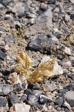 Image of Ripley's gilia