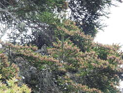 Image of Taiwan Fir