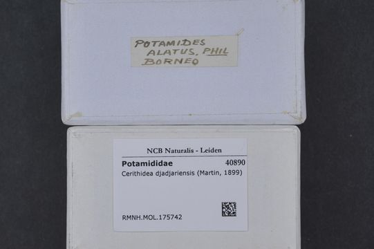 Image of <i>Cerithidea djadjariensis</i>