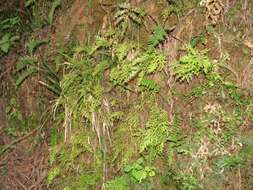 Image of Selaginella labordei Hieron. ex Christ