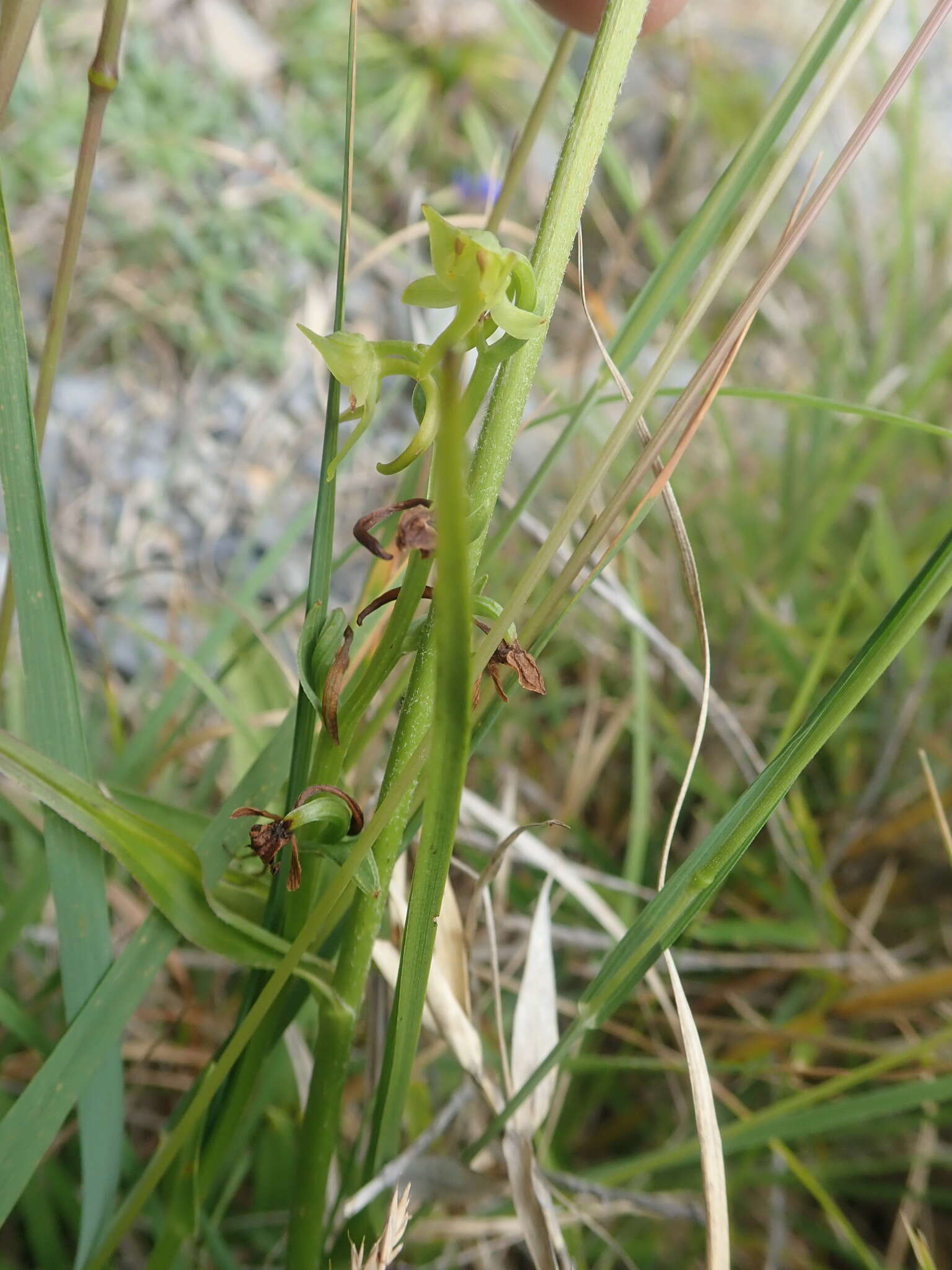 Image of Platanthera pachyglossa Hayata