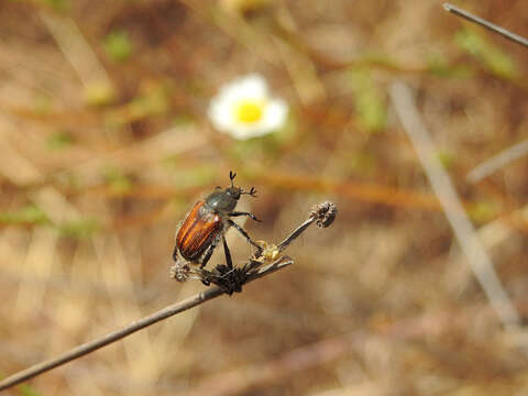 Anthoplia resmi