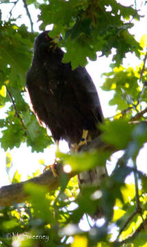 Imagem de Accipiter melanoleucus melanoleucus Smith & A 1830