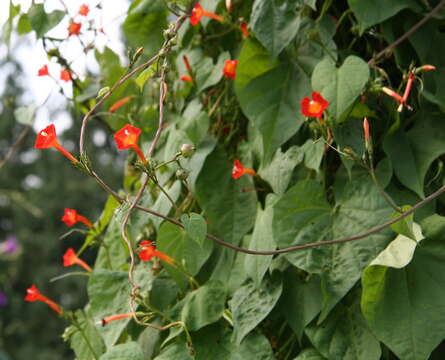 Image of Ipomoea coccinea