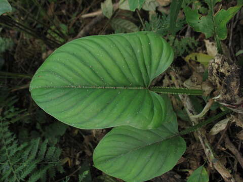 Philodendron ernestii Engl.的圖片