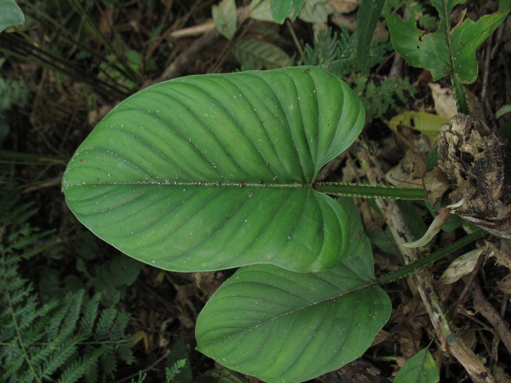 Philodendron ernestii Engl. resmi