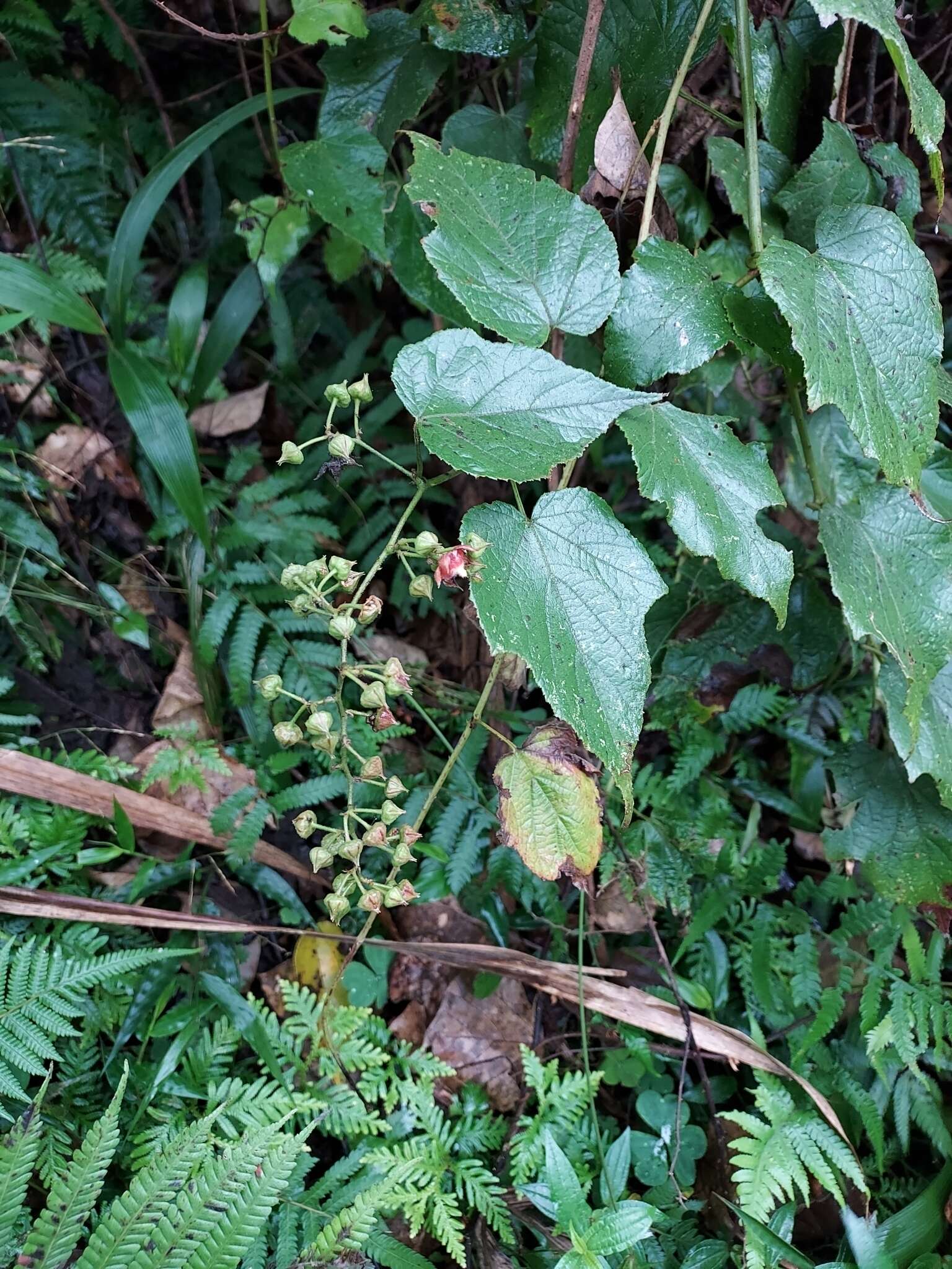 Image of Rubus lambertianus var. glandulosus Cardot