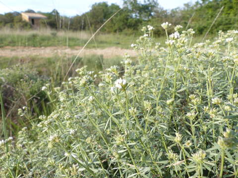 Image de Dorycnium pentaphyllum subsp. germanicum (Gremli) Gams