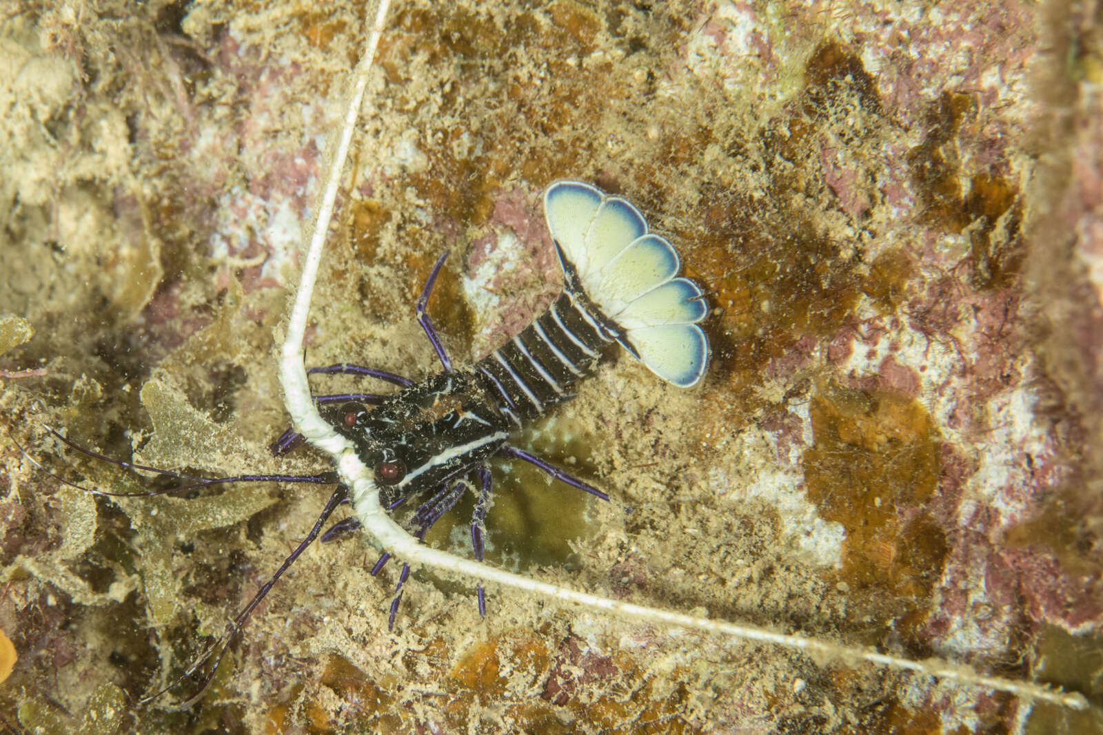 Image of Painted Spiny Lobster