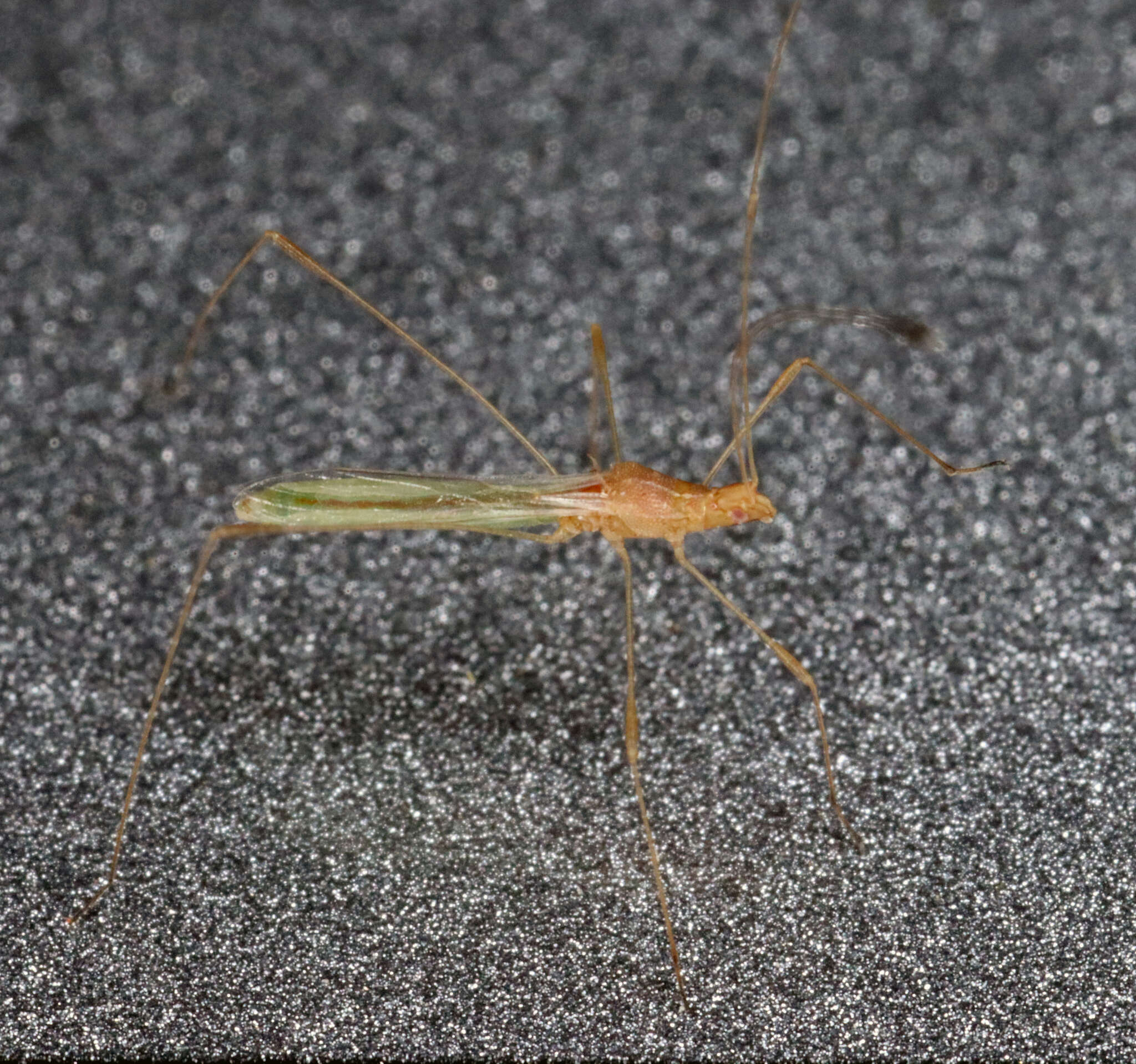 Image of Metacanthus (Metacanthus) multispinus (Ashmead 1887)