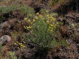 Слика од Lomatium tamanitchii Darrach & Thie