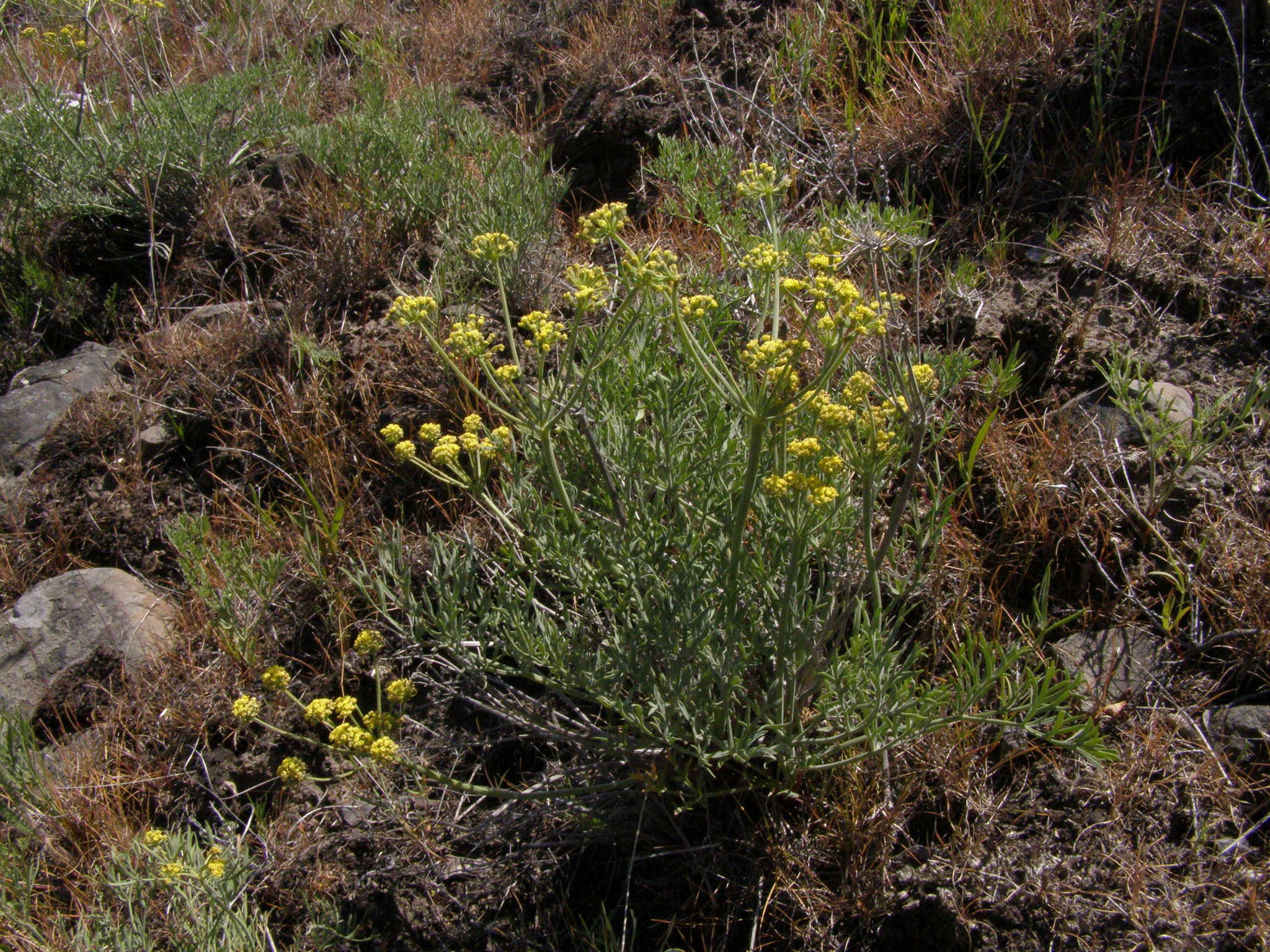 Слика од Lomatium tamanitchii Darrach & Thie