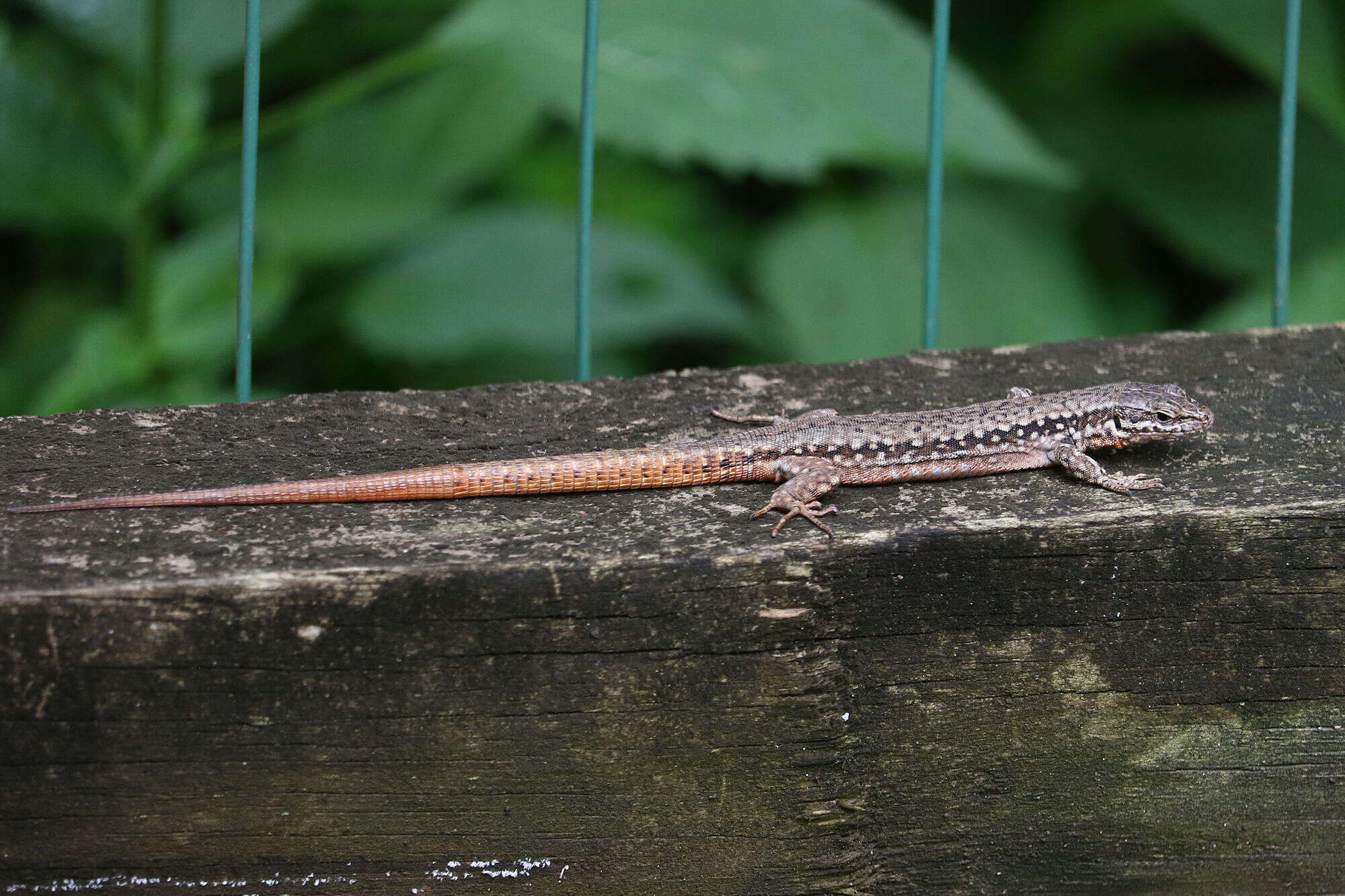 Imagem de Podarcis muralis maculiventris (Werner 1891)