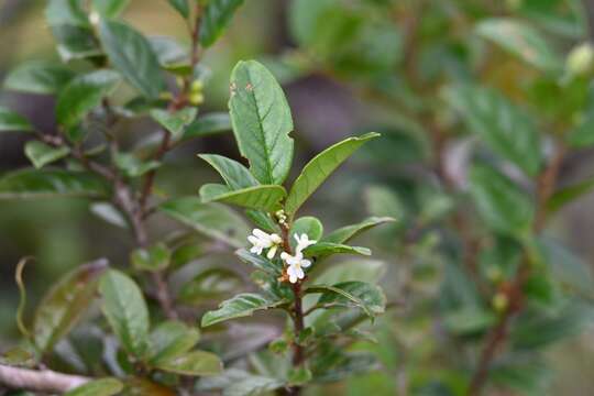 Image of Symplocos guianensis (Aubl.) Guerke