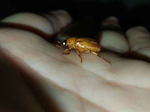 Image of Northern Masked Chafer