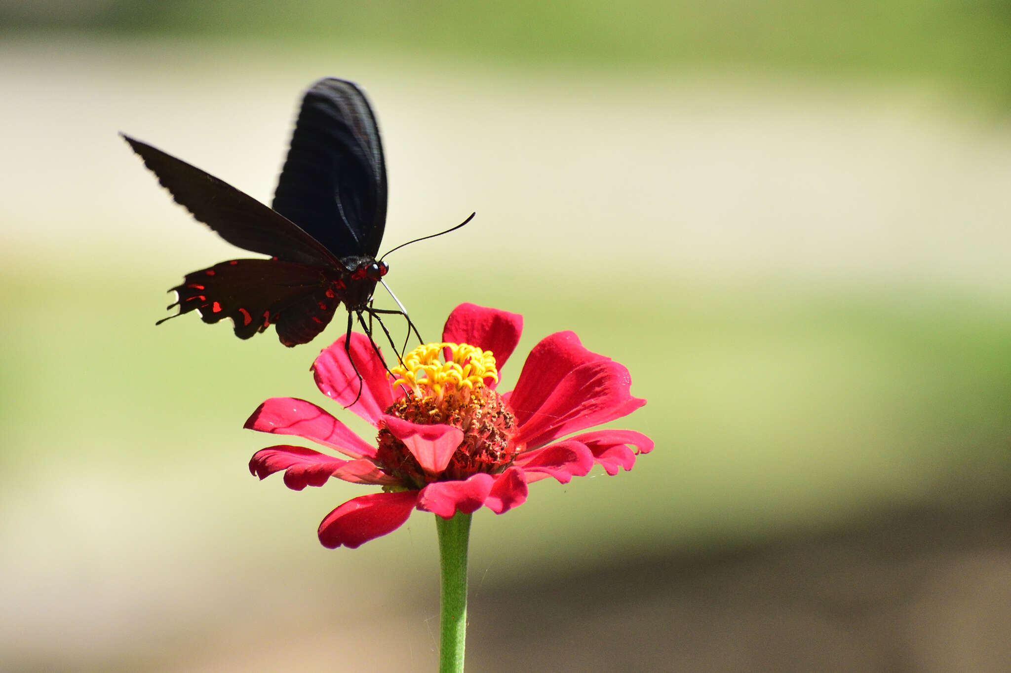 Parides montezuma (Westwood 1842) resmi