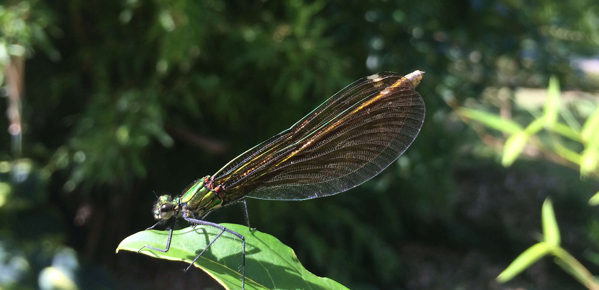 Image of Calopteryx virgo Linnaeus 1758