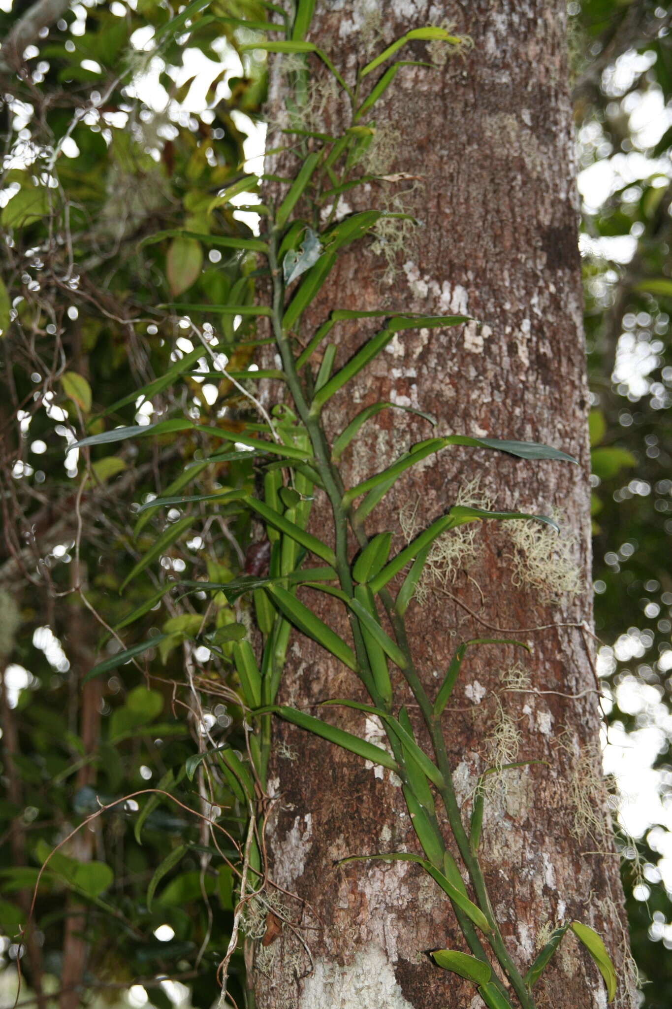 Image of Pothos scandens L.