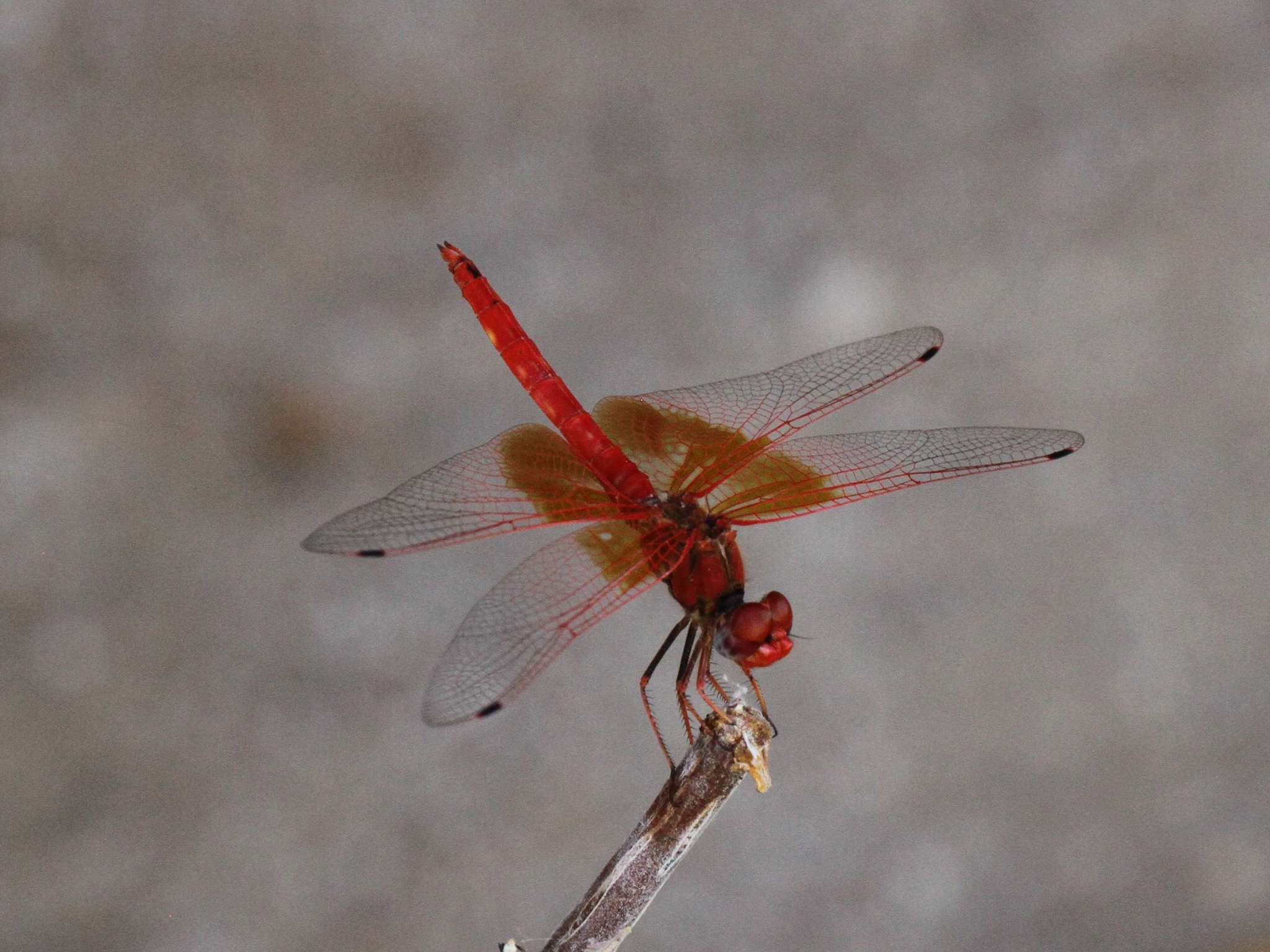 Image of <i>Trithemis kirbyi ardens</i> Gerstaecker 1891