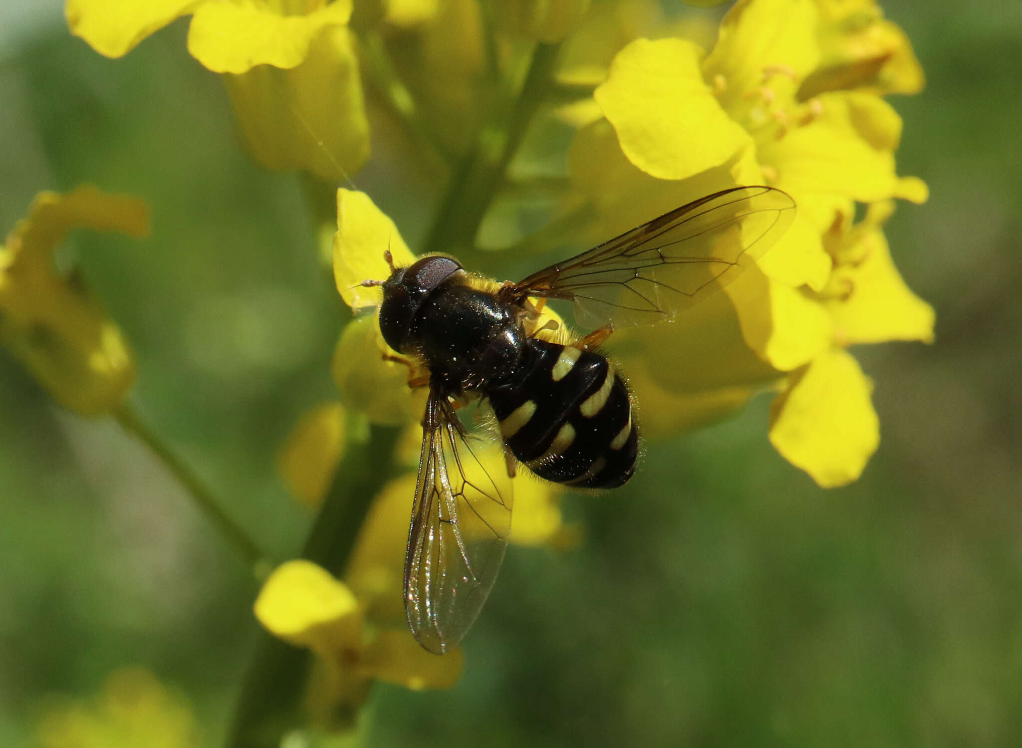 Image of Dasysyrphus venustus (Meigen 1822)