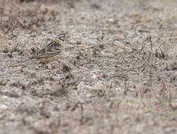 Image of Smith's Longspur