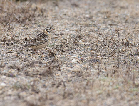 Calcarius pictus (Swainson 1832) resmi