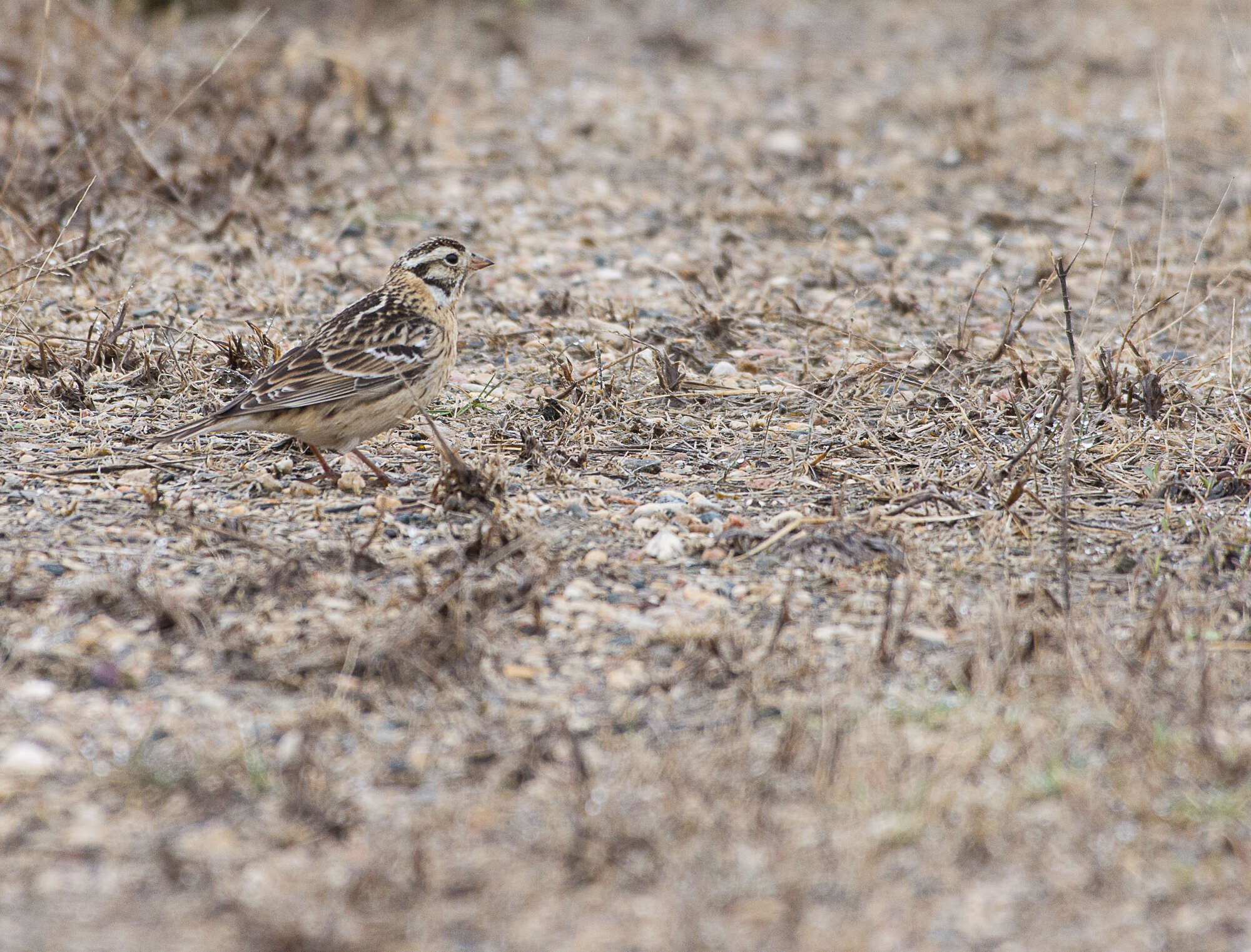 Image of Smith's Longspur