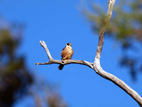 Image of Australian Hobby