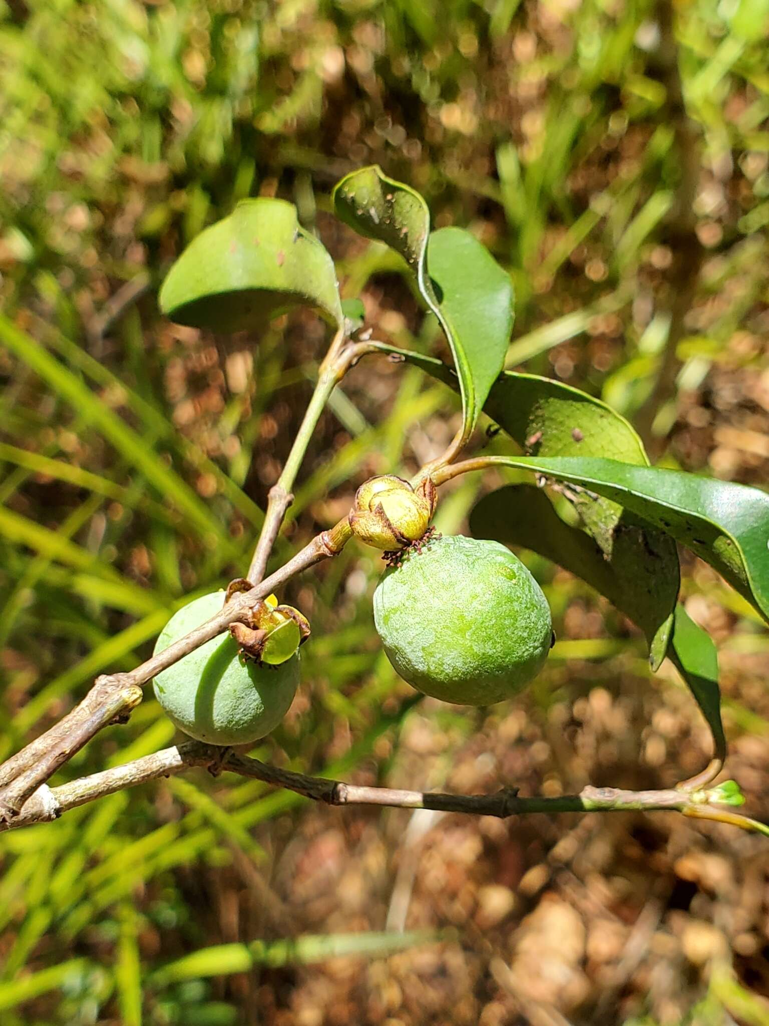 Garcinia calcicola (Jum. & H. Perrier) P. W. Sweeney & Z. S. Rogers resmi