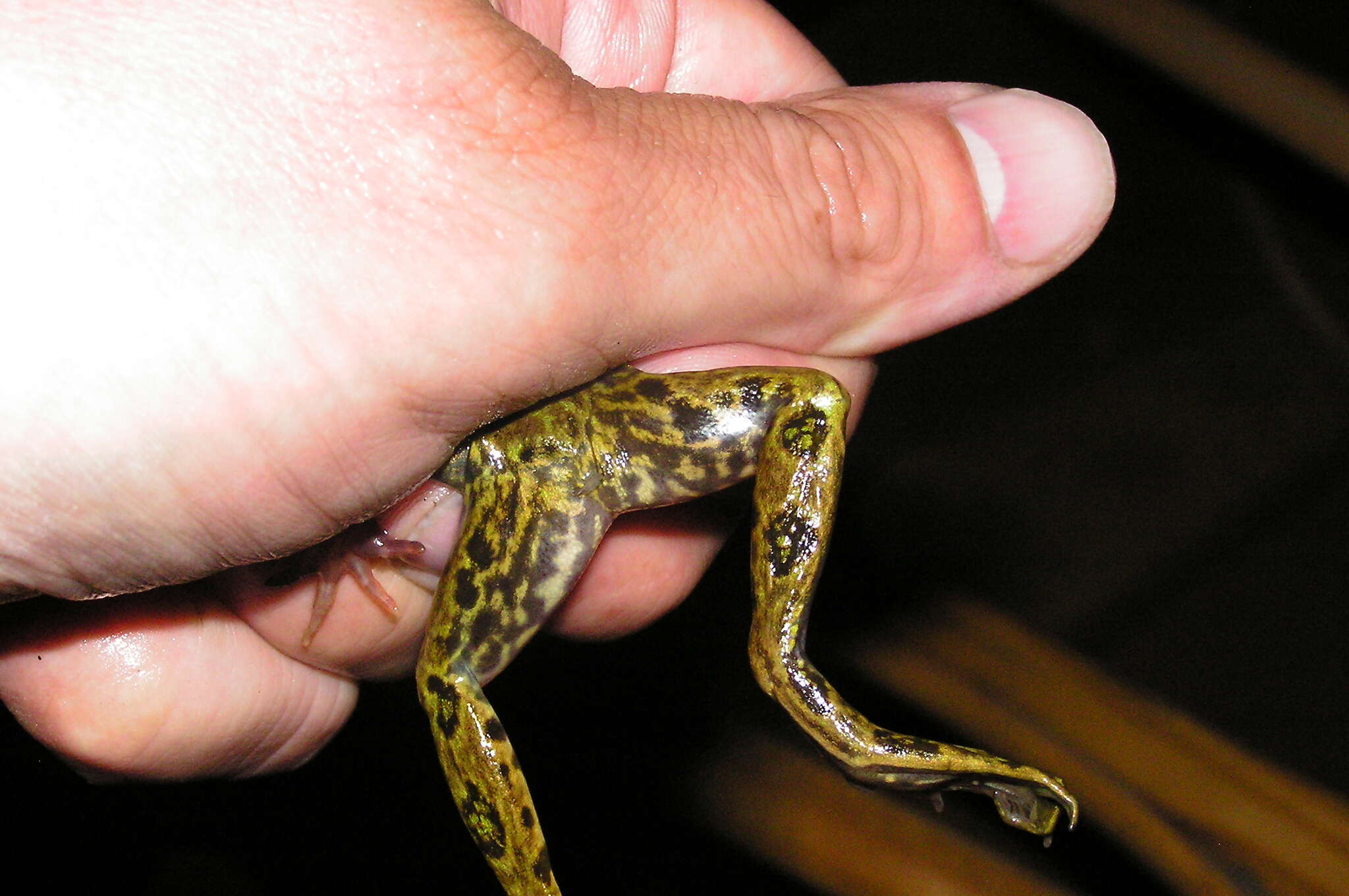 Image of Mink Frog