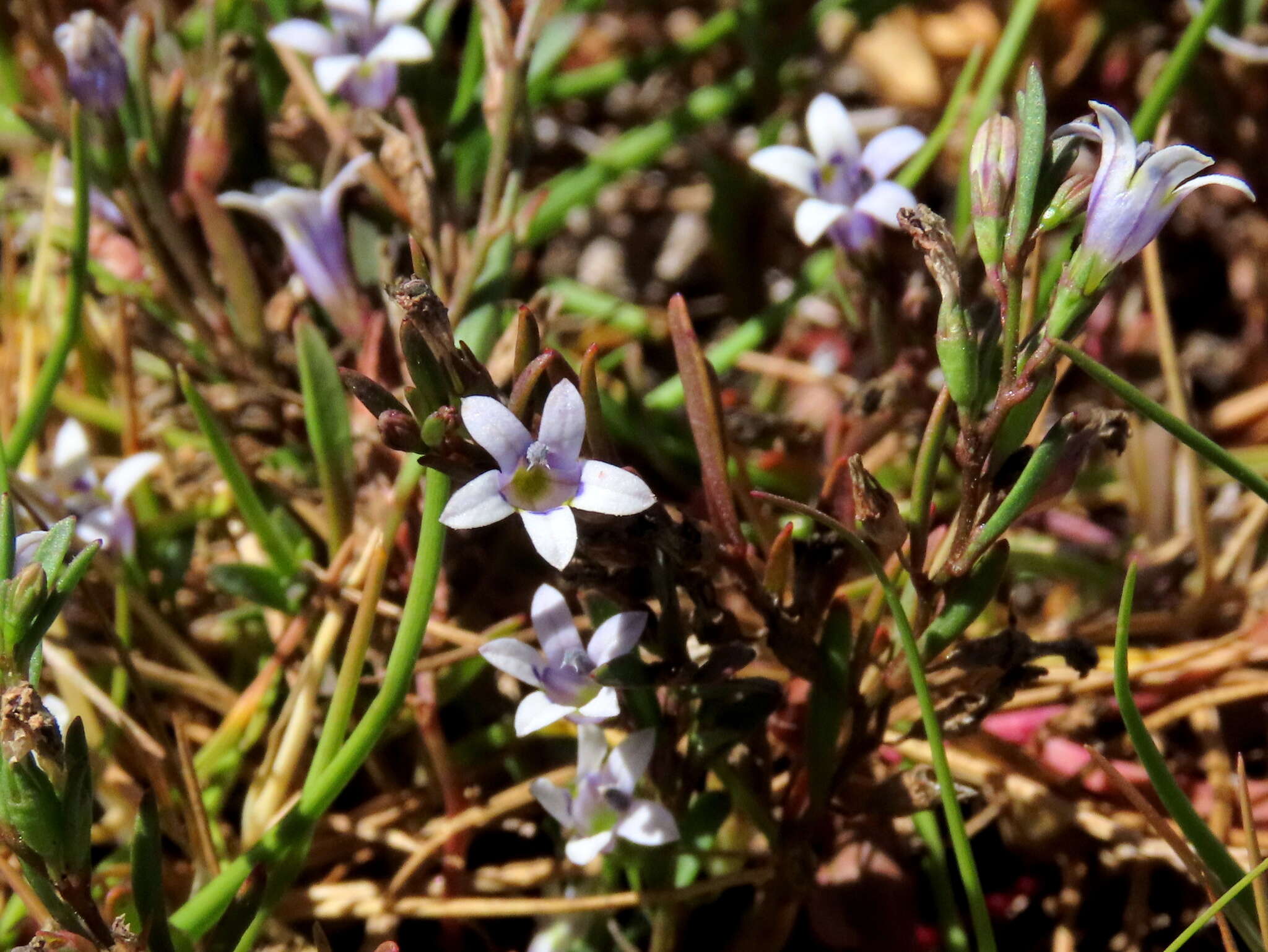 Image of Wimmerella secunda (L. fil.) Serra, M. B. Crespo & Lammers