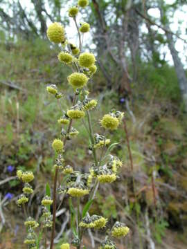 Image of Siberian wormwood