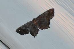 Image of Esther Moth