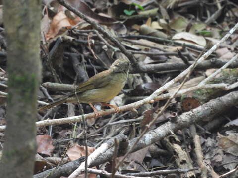 Image of Yellow-whiskered Greenbul