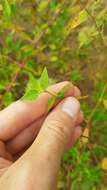 Microstachys corniculata (Vahl) A. Juss. ex Griseb. resmi