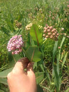 Image of prairie milkweed