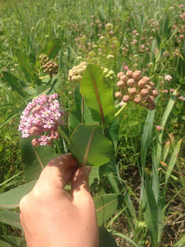 Image of prairie milkweed