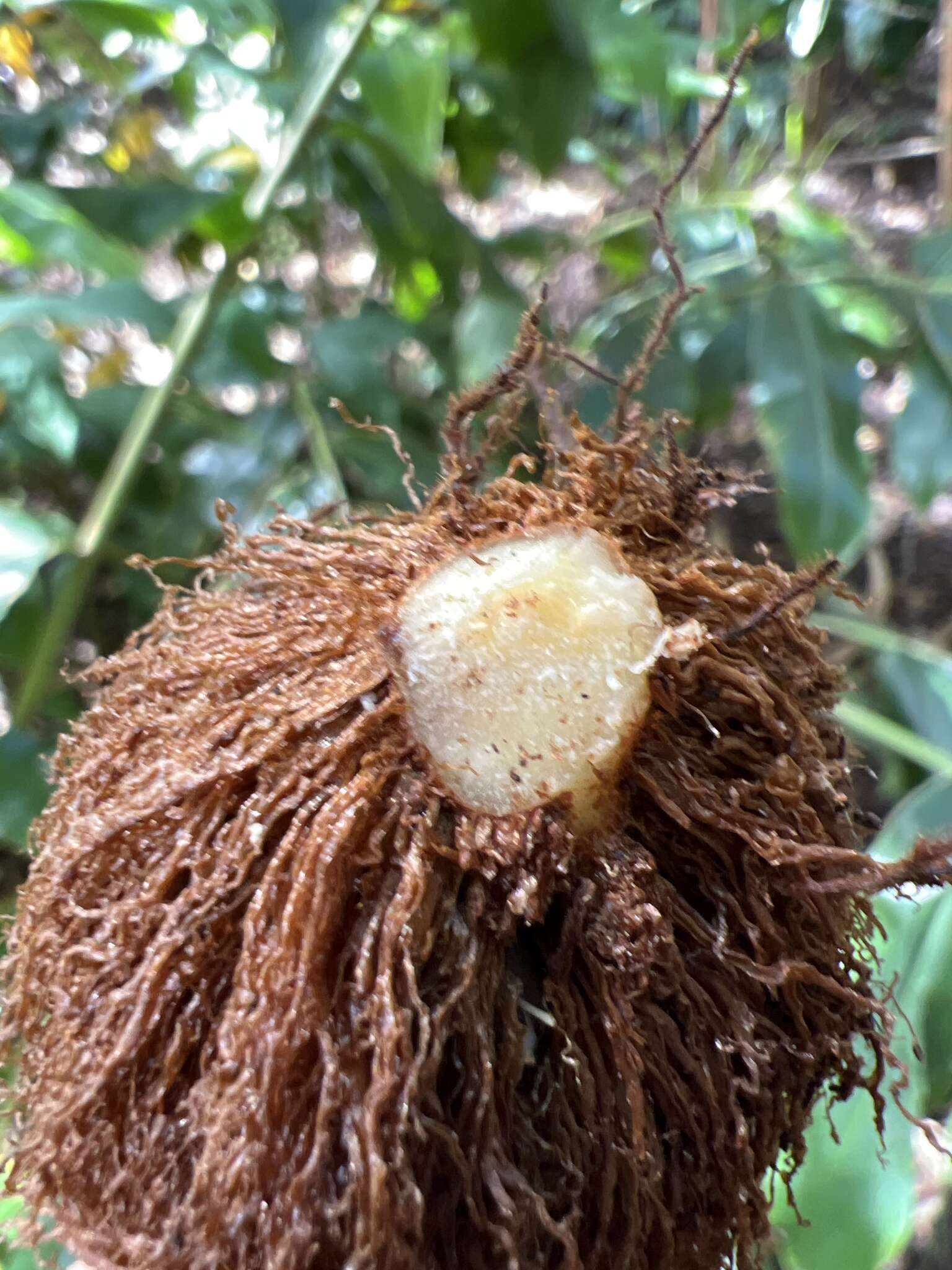 Imagem de Elaphoglossum aemulum (Kaulf.) Brack.