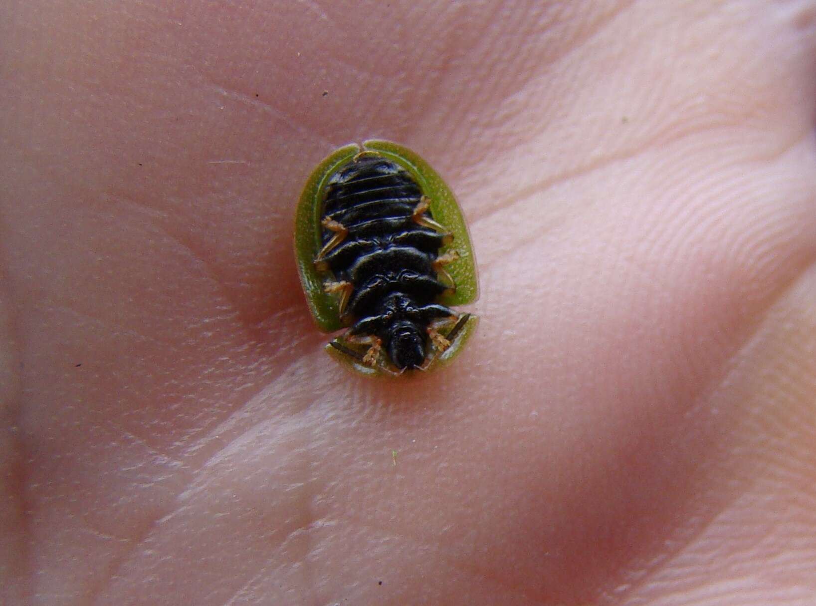 Image of thistle tortoise beetle