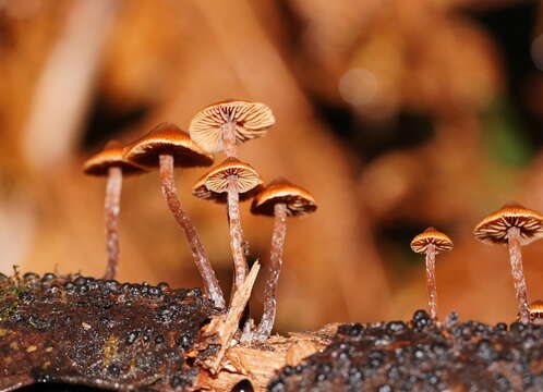 Imagem de Kuehneromyces brunneoalbescens (Y. S. Chang & A. K. Mills) J. A. Cooper 2014