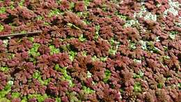 Image of Azolla rubra R. Br.