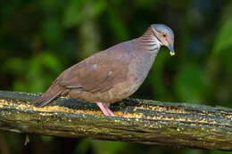 Image of White-throated Quail-Dove