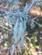 Imagem de Ramalina leptocarpha Tuck.