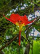 Image de Columnea nicaraguensis Oerst.