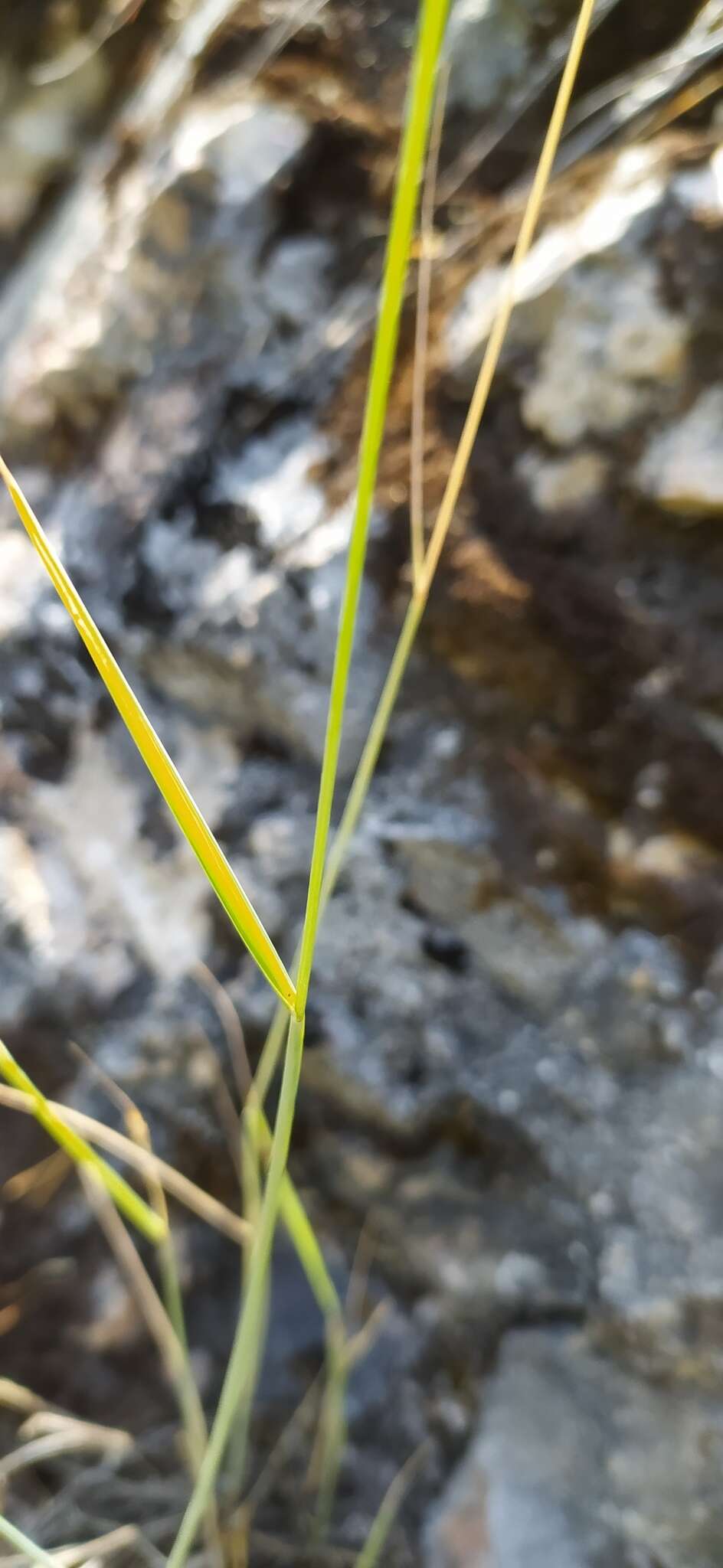 Image of Elymus reflexiaristatus (Nevski) Melderis