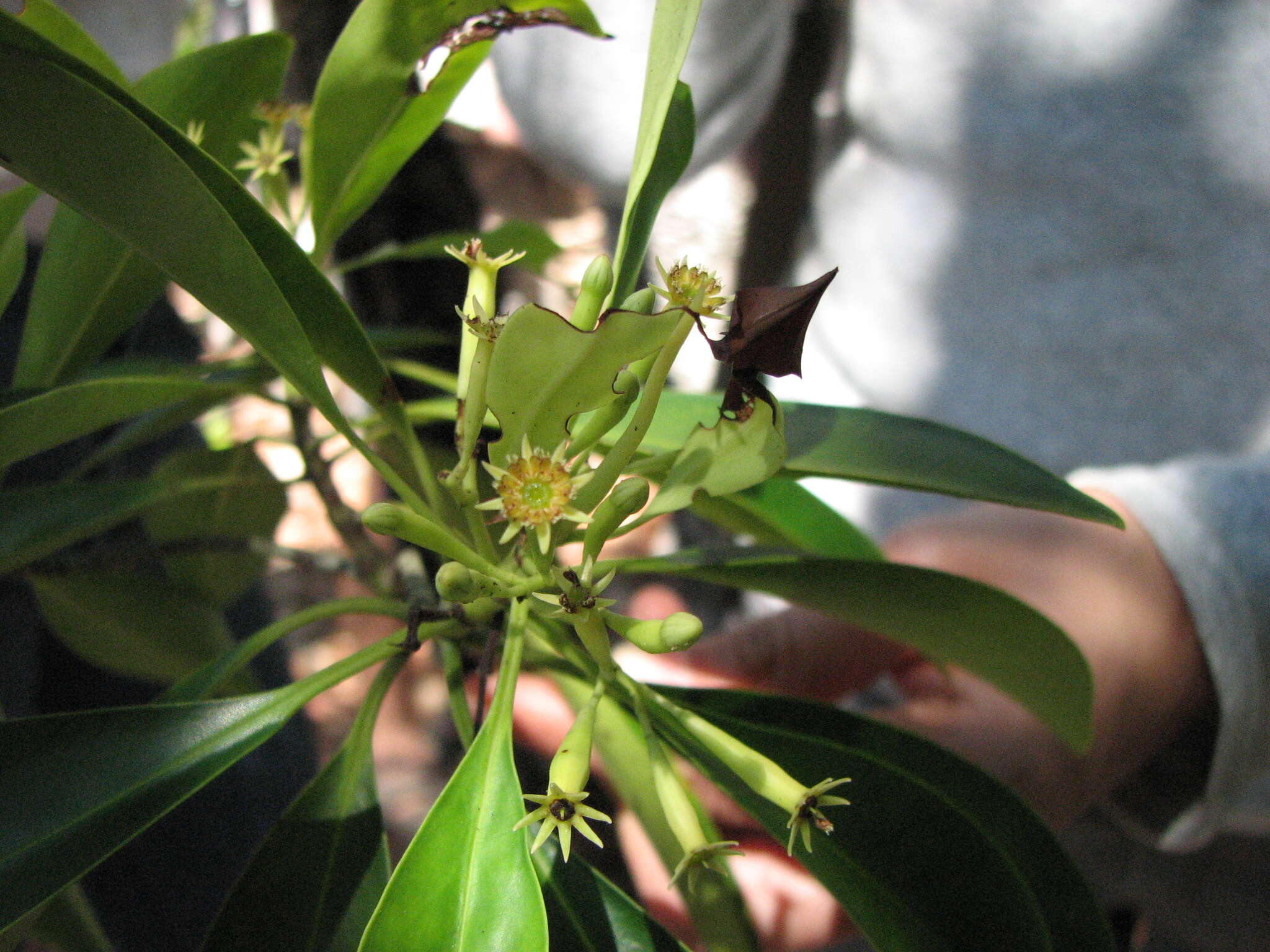 Image of Smallflower Bruguiera