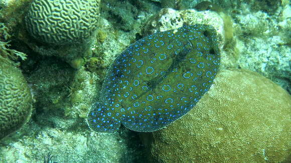 Image of Flounder