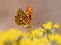 Слика од Speyeria coronis semiramis Edwards 1886